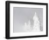 Wyoming, Yellowstone National Park, Frosted Lodgepole Pine Trees in Winter-Elizabeth Boehm-Framed Photographic Print