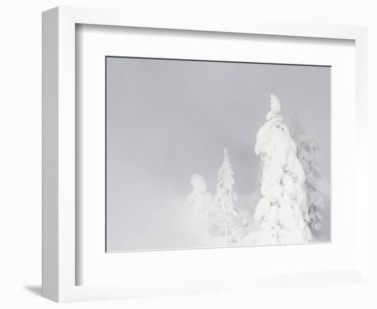 Wyoming, Yellowstone National Park, Frosted Lodgepole Pine Trees in Winter-Elizabeth Boehm-Framed Photographic Print