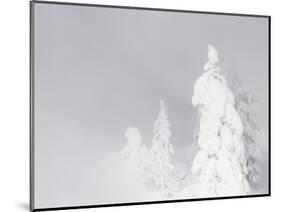 Wyoming, Yellowstone National Park, Frosted Lodgepole Pine Trees in Winter-Elizabeth Boehm-Mounted Photographic Print