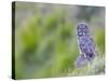 Wyoming, Yellowstone National Park, Great Gray Owl Hunting from Rock-Elizabeth Boehm-Stretched Canvas