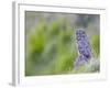 Wyoming, Yellowstone National Park, Great Gray Owl Hunting from Rock-Elizabeth Boehm-Framed Photographic Print