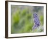 Wyoming, Yellowstone National Park, Great Gray Owl Hunting from Rock-Elizabeth Boehm-Framed Photographic Print