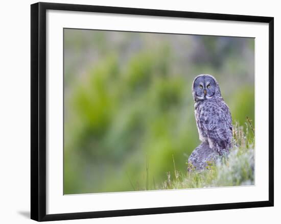 Wyoming, Yellowstone National Park, Great Gray Owl Hunting from Rock-Elizabeth Boehm-Framed Photographic Print