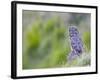 Wyoming, Yellowstone National Park, Great Gray Owl Hunting from Rock-Elizabeth Boehm-Framed Photographic Print