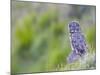 Wyoming, Yellowstone National Park, Great Gray Owl Hunting from Rock-Elizabeth Boehm-Mounted Photographic Print