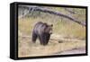 Wyoming, Yellowstone National Park, Grizzly Bear-Elizabeth Boehm-Framed Stretched Canvas