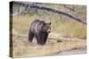 Wyoming, Yellowstone National Park, Grizzly Bear-Elizabeth Boehm-Stretched Canvas
