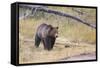 Wyoming, Yellowstone National Park, Grizzly Bear-Elizabeth Boehm-Framed Stretched Canvas