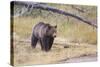 Wyoming, Yellowstone National Park, Grizzly Bear-Elizabeth Boehm-Stretched Canvas