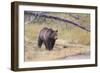 Wyoming, Yellowstone National Park, Grizzly Bear-Elizabeth Boehm-Framed Photographic Print