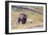 Wyoming, Yellowstone National Park, Grizzly Bear-Elizabeth Boehm-Framed Photographic Print