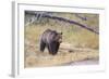 Wyoming, Yellowstone National Park, Grizzly Bear-Elizabeth Boehm-Framed Photographic Print