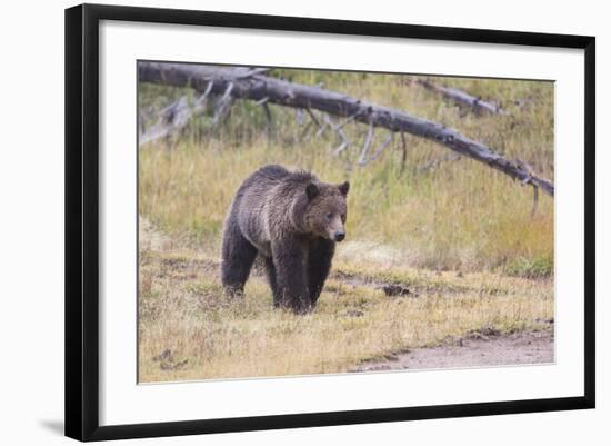 Wyoming, Yellowstone National Park, Grizzly Bear-Elizabeth Boehm-Framed Photographic Print
