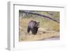 Wyoming, Yellowstone National Park, Grizzly Bear-Elizabeth Boehm-Framed Photographic Print