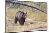 Wyoming, Yellowstone National Park, Grizzly Bear-Elizabeth Boehm-Mounted Photographic Print