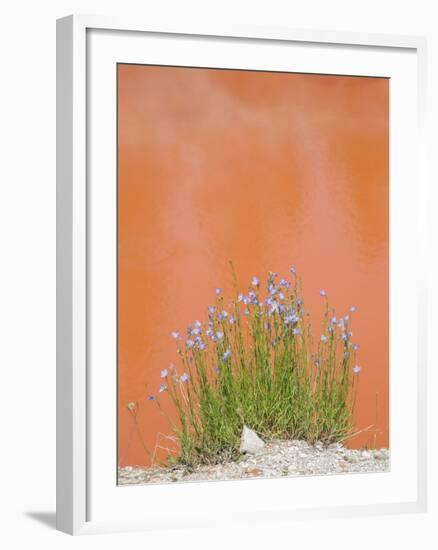 Wyoming, Yellowstone National Park, Harebell Flowers at Tomato Soup Hot Spring-Elizabeth Boehm-Framed Photographic Print