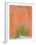 Wyoming, Yellowstone National Park, Harebell Flowers at Tomato Soup Hot Spring-Elizabeth Boehm-Framed Photographic Print