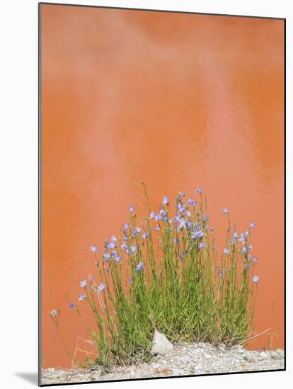 Wyoming, Yellowstone National Park, Harebell Flowers at Tomato Soup Hot Spring-Elizabeth Boehm-Mounted Photographic Print