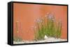 Wyoming, Yellowstone National Park, Harebell Flowers at Tomato Soup Hot Spring-Elizabeth Boehm-Framed Stretched Canvas