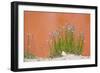 Wyoming, Yellowstone National Park, Harebell Flowers at Tomato Soup Hot Spring-Elizabeth Boehm-Framed Photographic Print