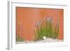 Wyoming, Yellowstone National Park, Harebell Flowers at Tomato Soup Hot Spring-Elizabeth Boehm-Framed Photographic Print