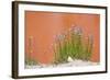 Wyoming, Yellowstone National Park, Harebell Flowers at Tomato Soup Hot Spring-Elizabeth Boehm-Framed Photographic Print