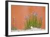 Wyoming, Yellowstone National Park, Harebell Flowers at Tomato Soup Hot Spring-Elizabeth Boehm-Framed Photographic Print