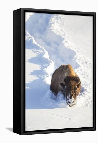 Wyoming, Yellowstone National Park, Hayden Valley, Bison Breaking Trail in Snow-Elizabeth Boehm-Framed Stretched Canvas