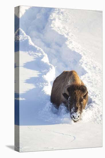 Wyoming, Yellowstone National Park, Hayden Valley, Bison Breaking Trail in Snow-Elizabeth Boehm-Stretched Canvas