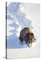 Wyoming, Yellowstone National Park, Hayden Valley, Bison Breaking Trail in Snow-Elizabeth Boehm-Stretched Canvas