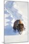 Wyoming, Yellowstone National Park, Hayden Valley, Bison Breaking Trail in Snow-Elizabeth Boehm-Mounted Photographic Print