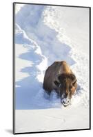 Wyoming, Yellowstone National Park, Hayden Valley, Bison Breaking Trail in Snow-Elizabeth Boehm-Mounted Photographic Print