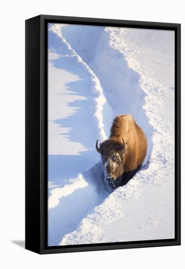 Wyoming, Yellowstone National Park, Hayden Valley, Bison Walking in Snow Trough-Elizabeth Boehm-Framed Stretched Canvas