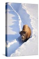 Wyoming, Yellowstone National Park, Hayden Valley, Bison Walking in Snow Trough-Elizabeth Boehm-Stretched Canvas