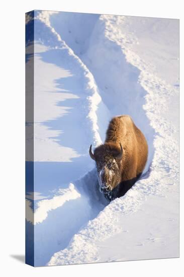 Wyoming, Yellowstone National Park, Hayden Valley, Bison Walking in Snow Trough-Elizabeth Boehm-Stretched Canvas