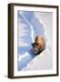 Wyoming, Yellowstone National Park, Hayden Valley, Bison Walking in Snow Trough-Elizabeth Boehm-Framed Photographic Print