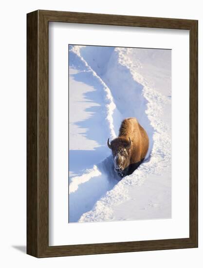 Wyoming, Yellowstone National Park, Hayden Valley, Bison Walking in Snow Trough-Elizabeth Boehm-Framed Photographic Print