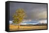Wyoming, Yellowstone National Park, Lodgepole Pine on the Swan Lake Flats-Elizabeth Boehm-Framed Stretched Canvas