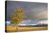 Wyoming, Yellowstone National Park, Lodgepole Pine on the Swan Lake Flats-Elizabeth Boehm-Stretched Canvas