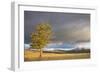 Wyoming, Yellowstone National Park, Lodgepole Pine on the Swan Lake Flats-Elizabeth Boehm-Framed Photographic Print