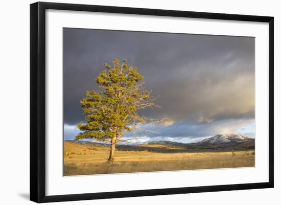 Wyoming, Yellowstone National Park, Lodgepole Pine on the Swan Lake Flats-Elizabeth Boehm-Framed Photographic Print