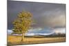 Wyoming, Yellowstone National Park, Lodgepole Pine on the Swan Lake Flats-Elizabeth Boehm-Mounted Photographic Print