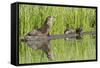 Wyoming, Yellowstone National Park, Northern River Otter and Pups on Log in Lake-Elizabeth Boehm-Framed Stretched Canvas