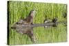 Wyoming, Yellowstone National Park, Northern River Otter and Pups on Log in Lake-Elizabeth Boehm-Stretched Canvas