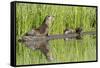 Wyoming, Yellowstone National Park, Northern River Otter and Pups on Log in Lake-Elizabeth Boehm-Framed Stretched Canvas