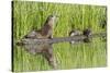 Wyoming, Yellowstone National Park, Northern River Otter and Pups on Log in Lake-Elizabeth Boehm-Stretched Canvas
