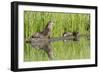 Wyoming, Yellowstone National Park, Northern River Otter and Pups on Log in Lake-Elizabeth Boehm-Framed Photographic Print