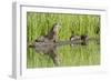 Wyoming, Yellowstone National Park, Northern River Otter and Pups on Log in Lake-Elizabeth Boehm-Framed Photographic Print