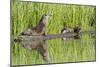 Wyoming, Yellowstone National Park, Northern River Otter and Pups on Log in Lake-Elizabeth Boehm-Mounted Photographic Print