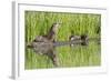 Wyoming, Yellowstone National Park, Northern River Otter and Pups on Log in Lake-Elizabeth Boehm-Framed Photographic Print